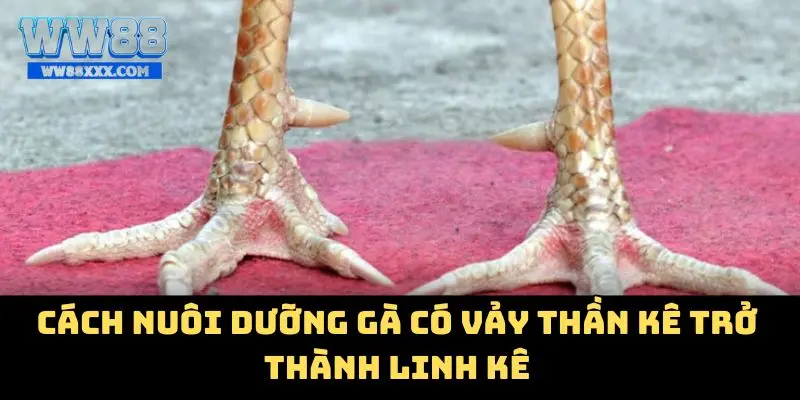 Cách nuôi dưỡng gà có vảy thần kê trở thành linh kê