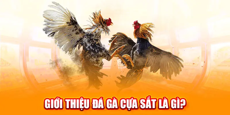 Đá gà cựa sắt