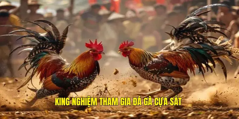 Tổng hợp một số kinh nghiệm khi tham gia đá gà cựa sắt ww88