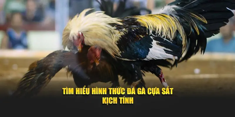Giới thiệu đôi điều về hình thức thi đấu đá gà cựa sắt ww88