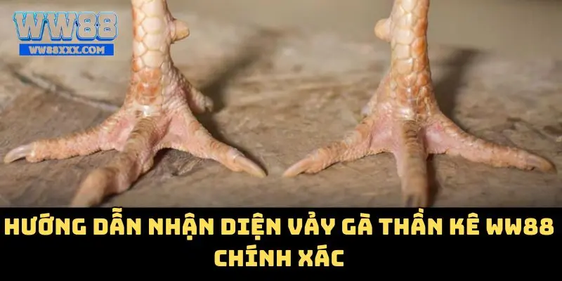 Hướng dẫn nhận diện vảy gà thần kê WW88 chính xác