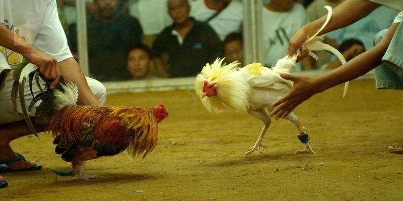 Những lưu ý cần tránh khi chơi đá gà
