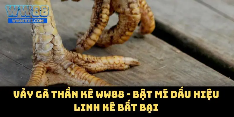 Vãy gà thân kê